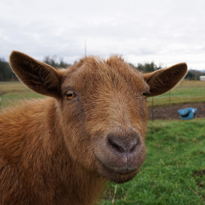Goat-Square