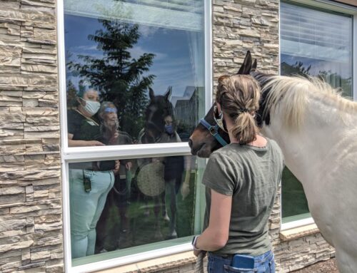 Therapy Horses Visit Seniors During COVID-19