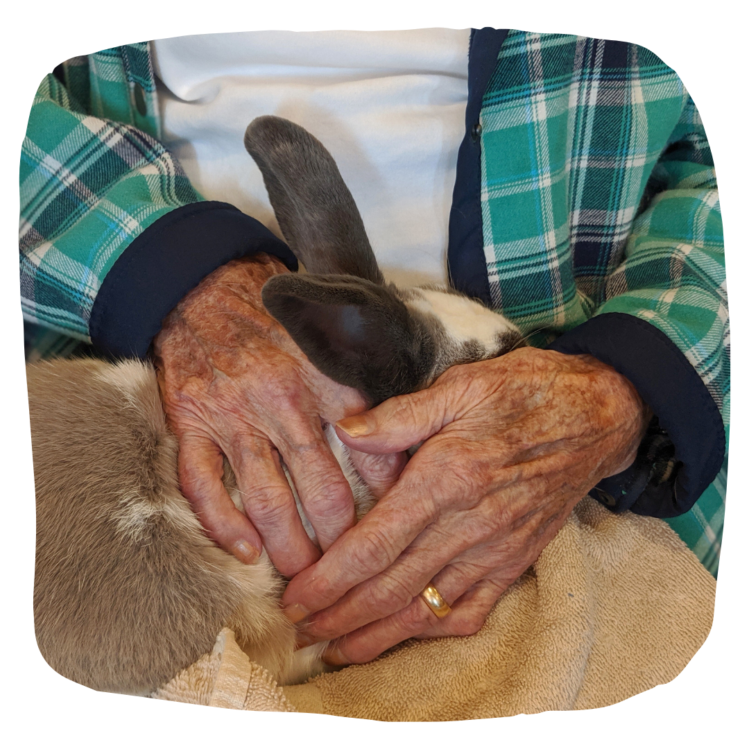 Wrinkled hands are crossed holding a grey & white rabbit