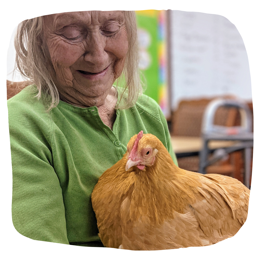 Senior woman holding chicken