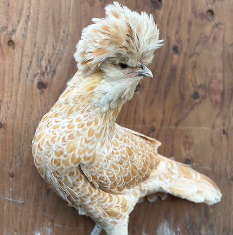 Screen Shot 2025-12-02 at 7.23.39 PM