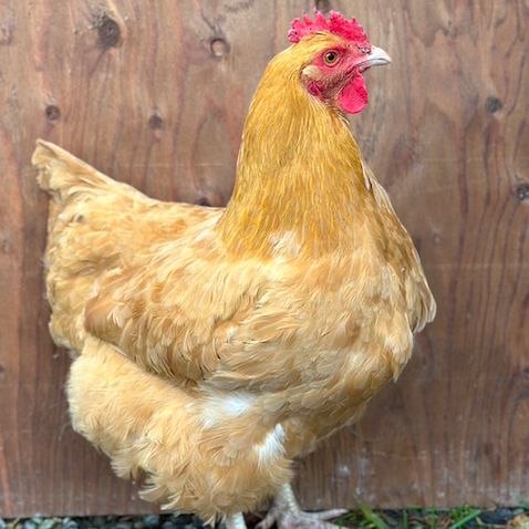 Screen Shot 2025-12-02 at 7.23.49 PM