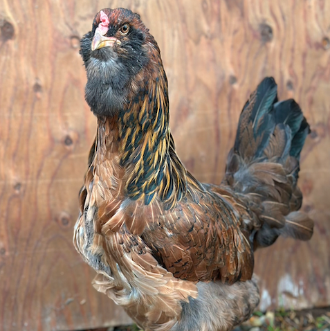 Screen Shot 2025-12-02 at 7.23.59 PM