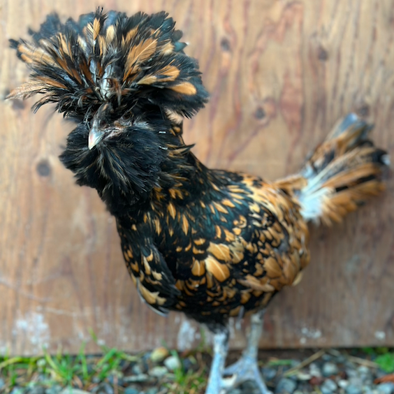 Screen Shot 2025-12-02 at 7.24.10 PM