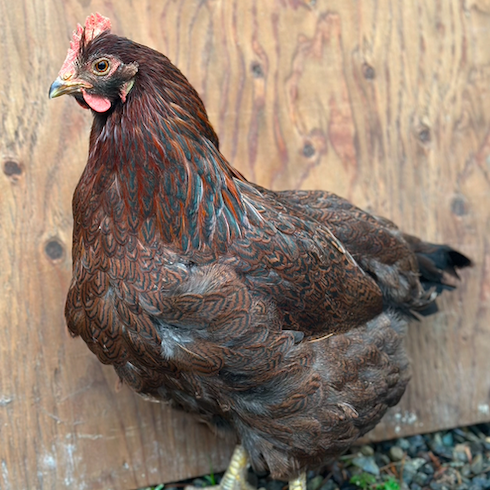 Screen Shot 2025-12-03 at 8.29.17 PM